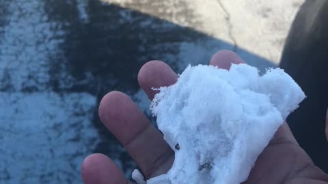 Small snow ball in Florida