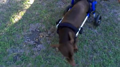 Choco the crippled dog in wheelchair enjoy a walk in the park