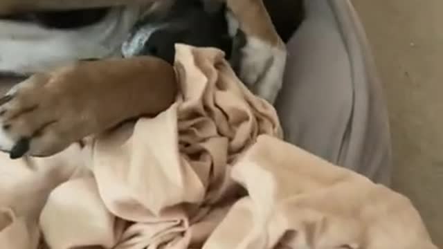 What people think when I say I have a black dog..