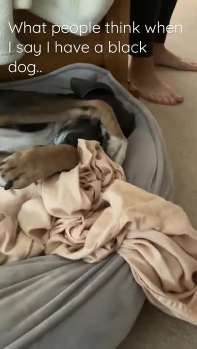 What people think when I say I have a black dog..