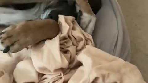 What people think when I say I have a black dog..