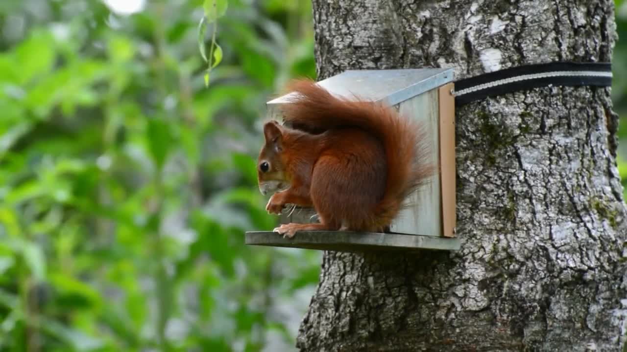 Squirrels ,Birds, and Butterfly so beautiful natural music