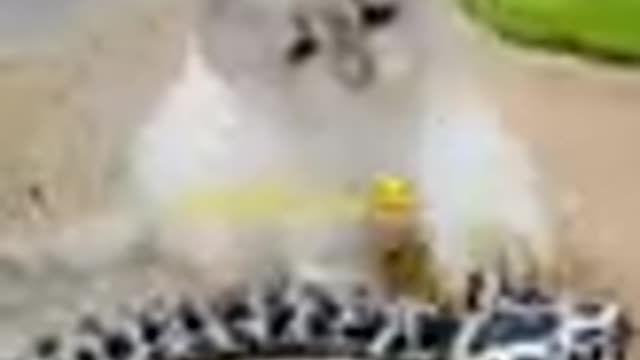 Lovely Cat, black cat, cats, funny cats, funny cat videos 1780