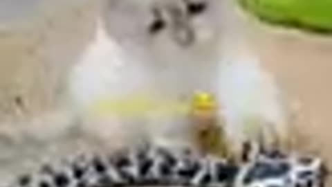 Lovely Cat, black cat, cats, funny cats, funny cat videos 1780