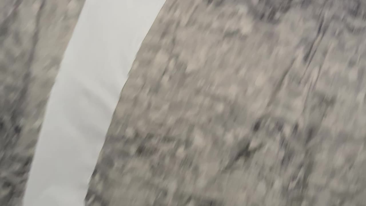 Boxer Makes a Mess With Toilet Paper