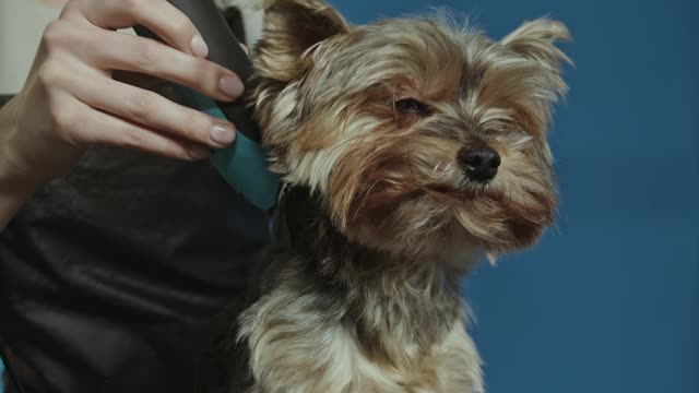 Woman grooming a dog