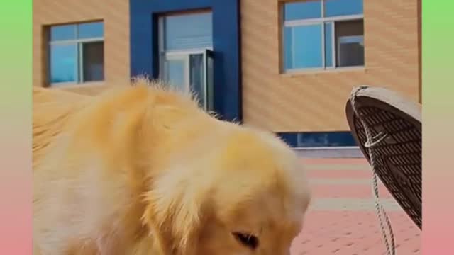 138.26_ Cute and Funny Cat Videos Compilation _#short