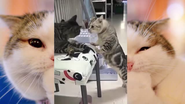 😺 Cat's Life funny and cute FUNNY COMPILATIONS😺