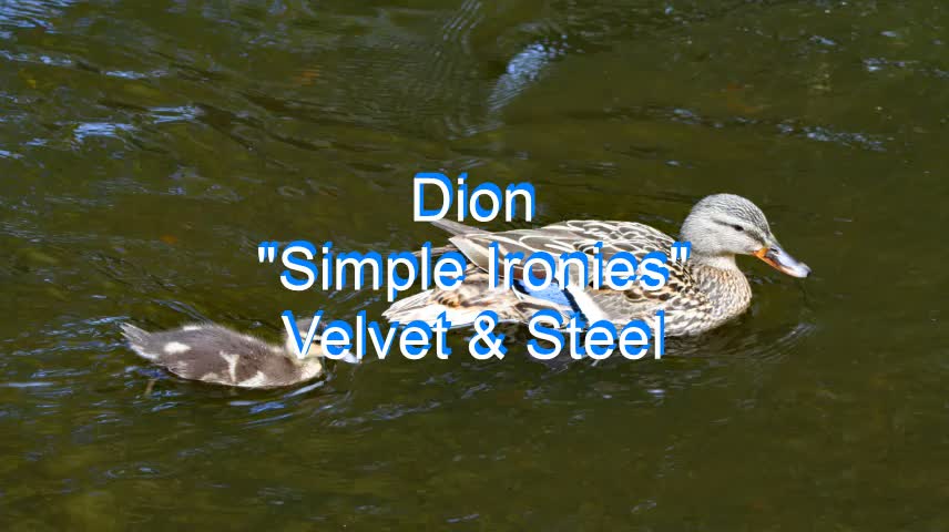 Dion - Simple Ironies #139