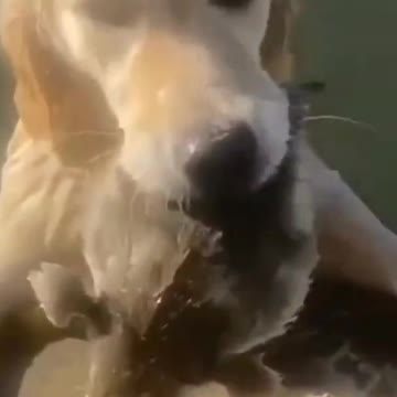 THIS FRIENDLY DOG HELPS THE DUCK IN THE WATER