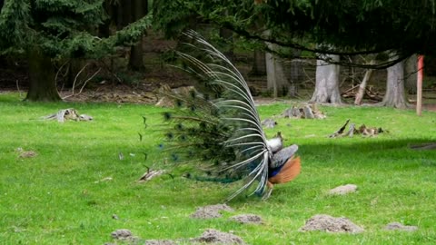 Enjoy the peacock dancing💃 and relax💆.