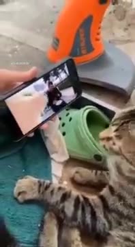 Cat react to played video 😺 21 seconds cat funny vedio