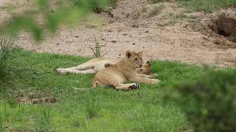 Wild Lion Playing