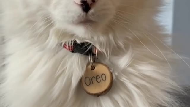 Cat 😺 funny video #14