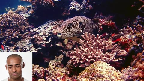 nteresting facts about puffer fish