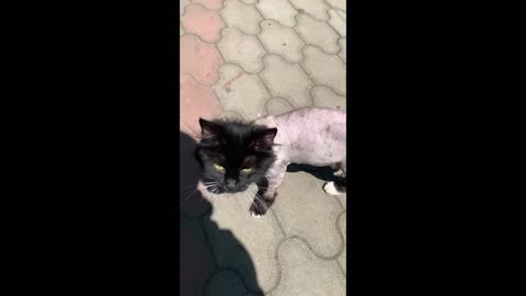 Cat Lion