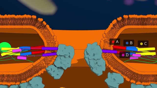 Influenza virus-viral entry and fusion inhibitor