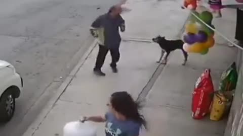 This Dog is a Hero