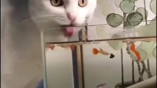 Thirsty cat hilariously drinks water from the fish bowl