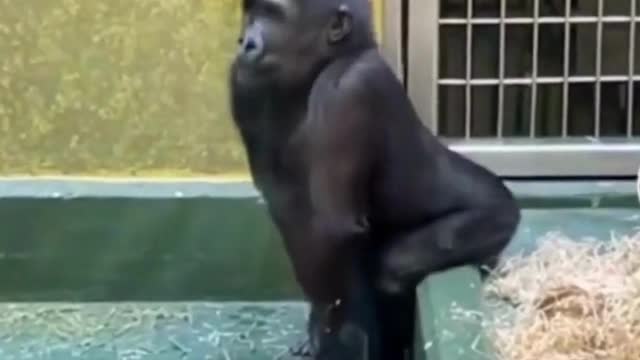 Funny Monkey Twerk LOL - #shorts #funny