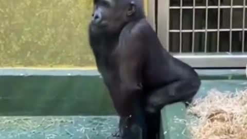 Funny Monkey Twerk LOL - #shorts #funny