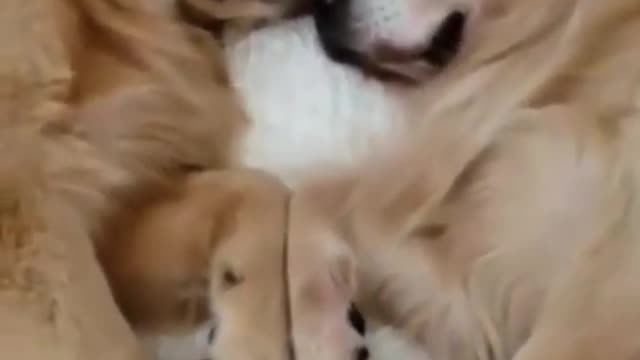 Cute Dog Funny Reaction 😁😂