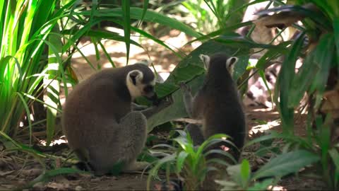 Funny Animals Video Compilation