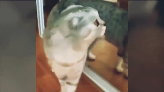 Funny Cats .When you wake up morning and go to mirror to see your face 👀