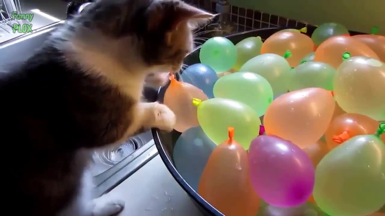 Funny Cats Chasing Balloons