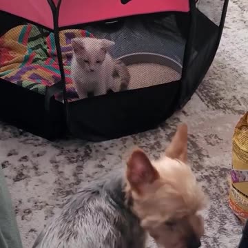 Yorkie is introduced to his new Kitten brother