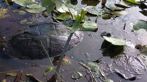 Snapping Turtle