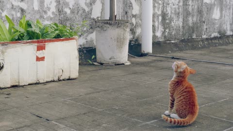 anxious cute kitten