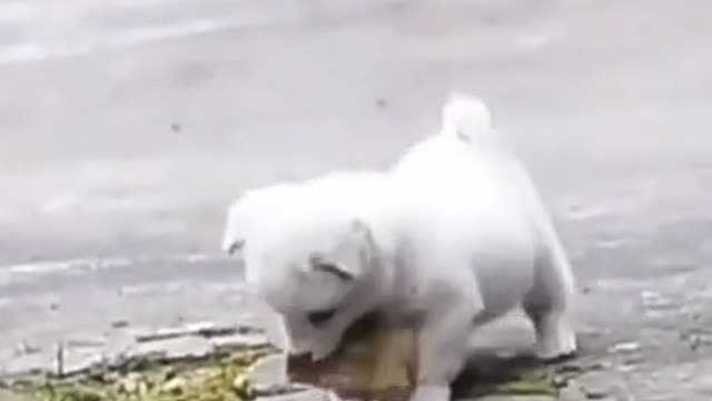 Perrito lindo estado de WhatsApp pantalla
