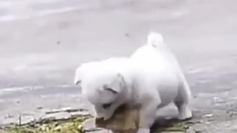Perrito lindo estado de WhatsApp pantalla