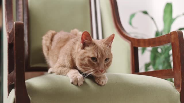 A Pet Cat On Resting On The Chair