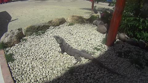 Wild Iguana!!! Cancun Mexico Resort Vacation