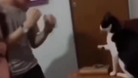 Fight with cat