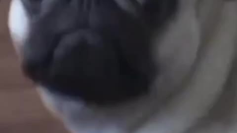 dog reaction