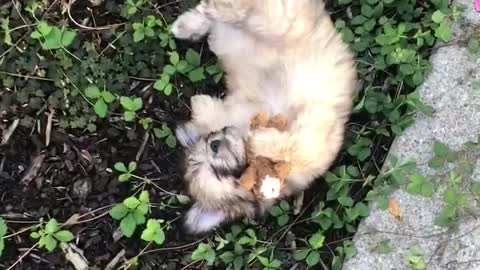 Small brown dog holding stuffed animal is asleep in a garden