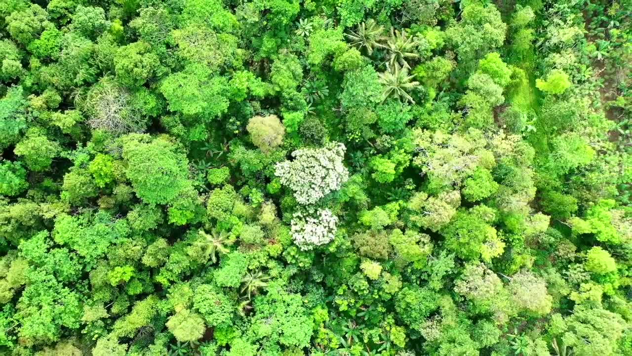 BIRDS & FROGS | Ambient Noise for Relaxing, Studying, Or Trying to Sleep