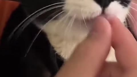 Toxedo Cat Eat Like Baby