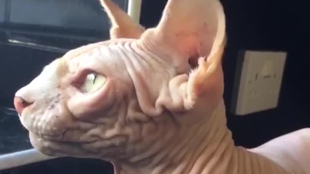 Hairless Cat Chirping