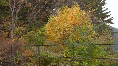 Trees and mountains where you can feel autumn. 3