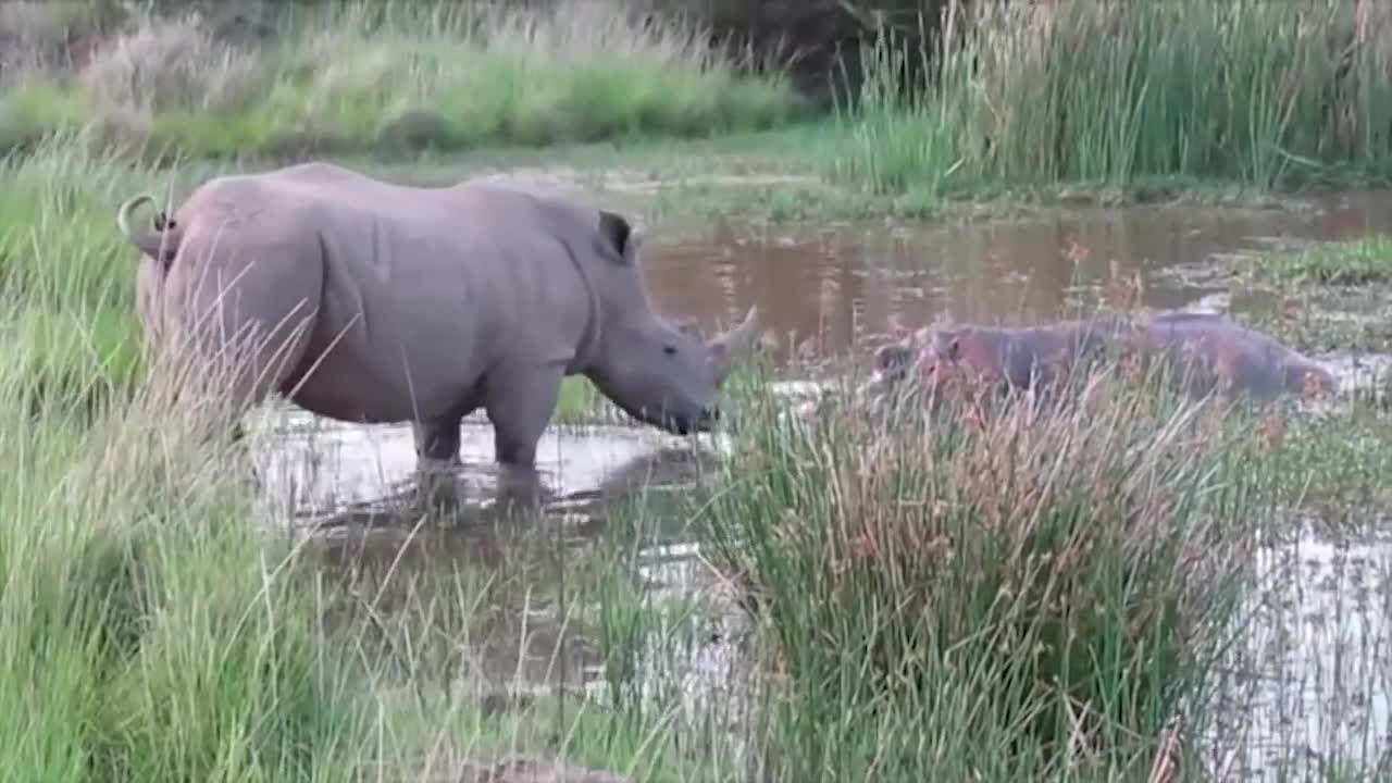 Power of Crazy Hippo - wide mouth Hippo bites everything it sees-5