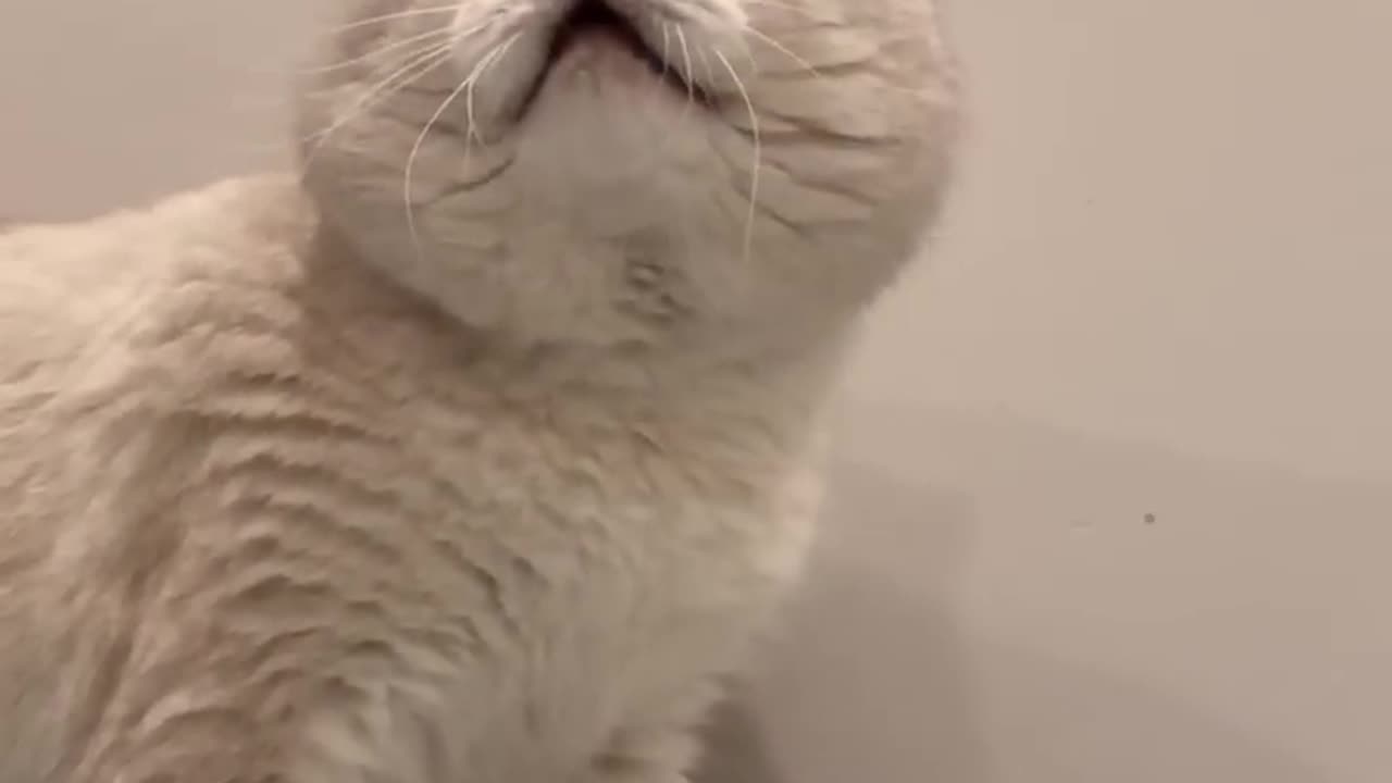 Cute cat