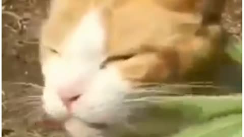 The CBD hemp eating cat 😺😺🤣