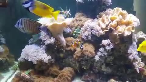 Sea water aquarium, coral and fish