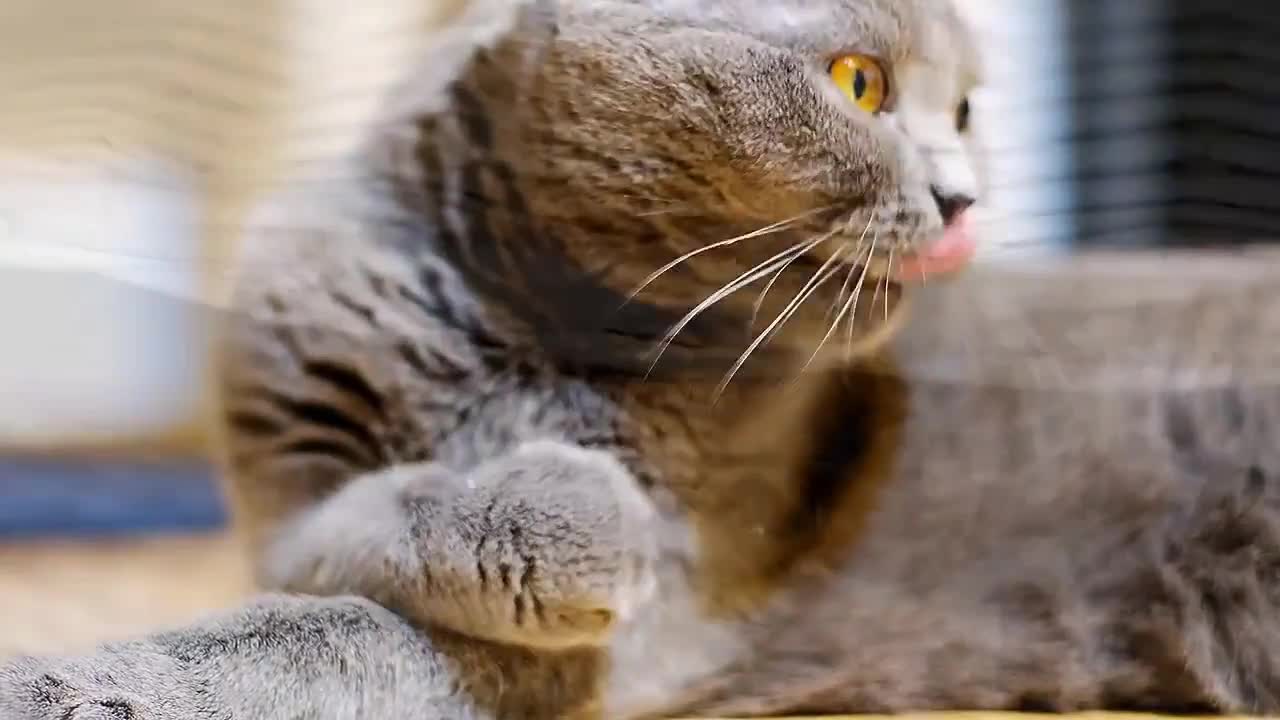 Amazing cat