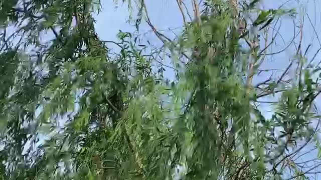 Willow tree swaying in the wind