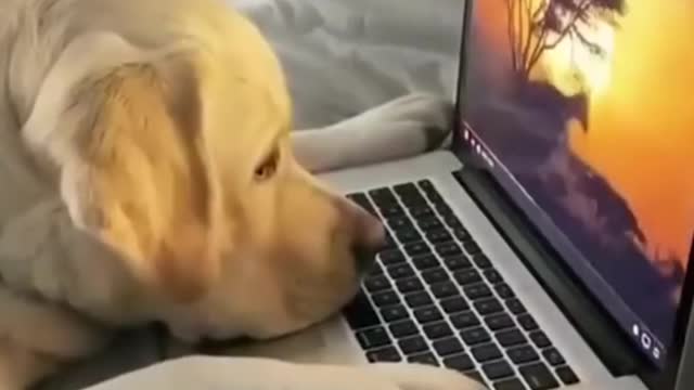 Funny Super Dogs Reaction